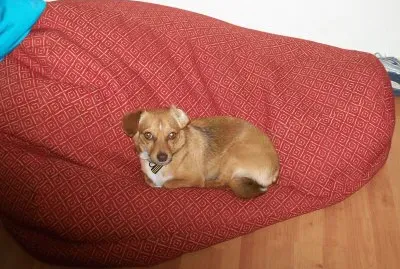 ×›×œ×‘×” ×—×ž×•×“×”