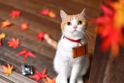 gato