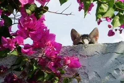 gato