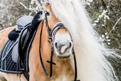 HAFLINGUER jigsaw puzzle