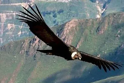 El condor pasa