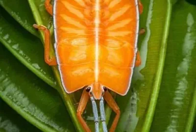 animal