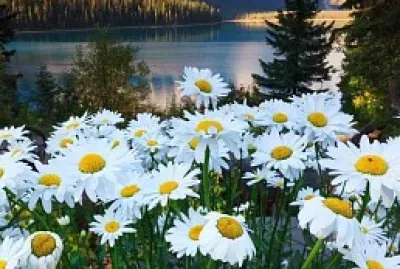 margaritas en la orilla del lago