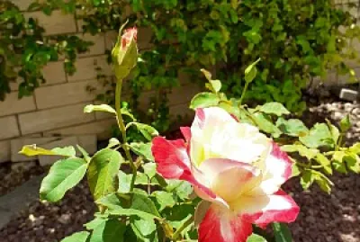 rose