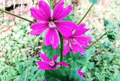 FLORES