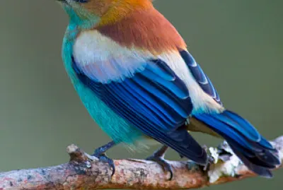 oiseau jigsaw puzzle