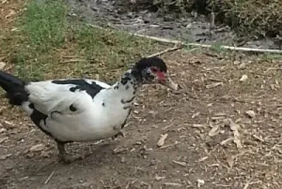 el pato