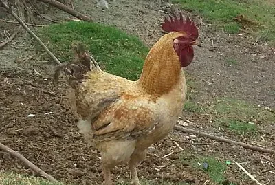 el gallo