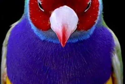 oiseau jigsaw puzzle