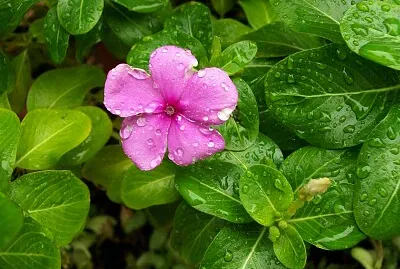 Violet Flower