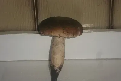 פאזל של pioppino