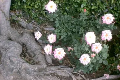 Little White Flowers