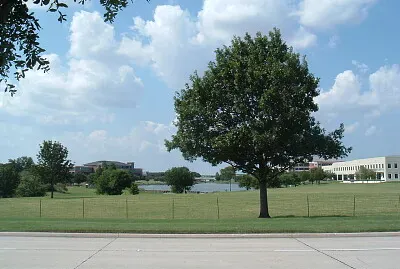 Tree in Park jigsaw puzzle