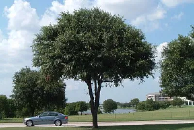 Three Trees