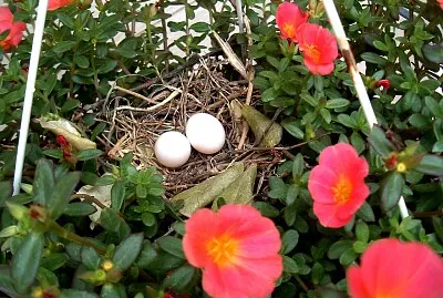 Nest   Eggs