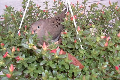 Palomina in Flower Pot