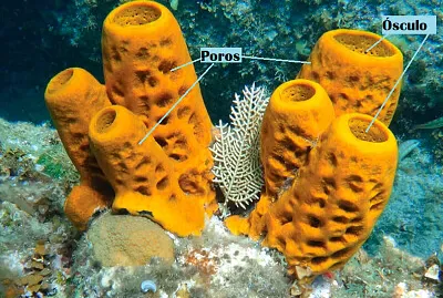Estructura externa poríferos
