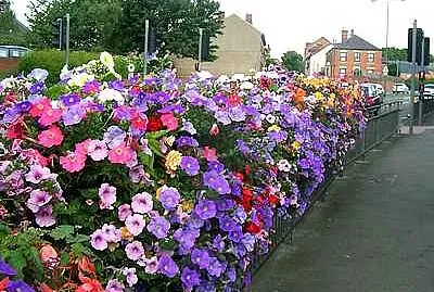 Summer Flowers jigsaw puzzle