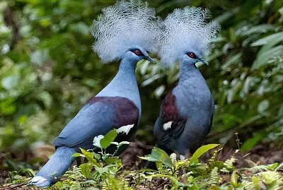 oiseau jigsaw puzzle