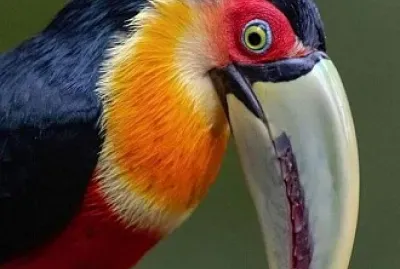 oiseau jigsaw puzzle