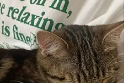 gatinho