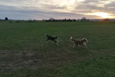 Border Collies running
