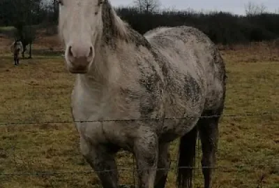 Muddy quarter horse