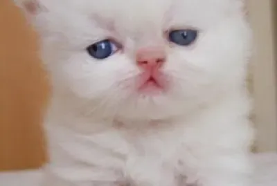 פאזל של animales