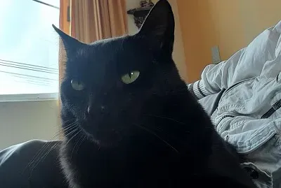 arma a este hermoso gato
