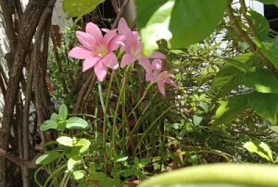 Flores jigsaw puzzle