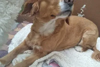 este rompecabezas se trata de los animales