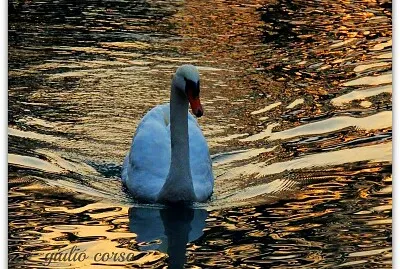 Sul lago dorato Verona