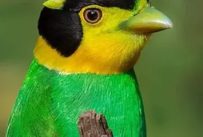 oiseau jigsaw puzzle