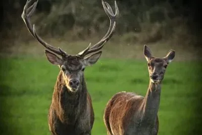 animal jigsaw puzzle