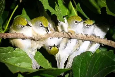 oiseau jigsaw puzzle