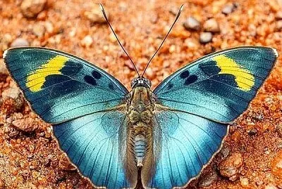 papillon jigsaw puzzle