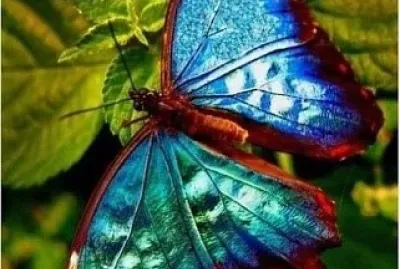 papillon jigsaw puzzle