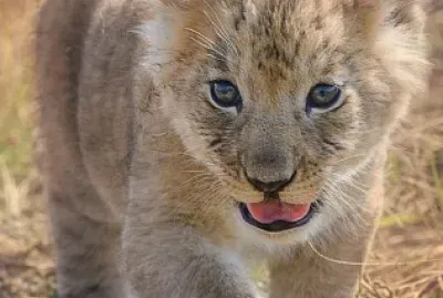 animal jigsaw puzzle