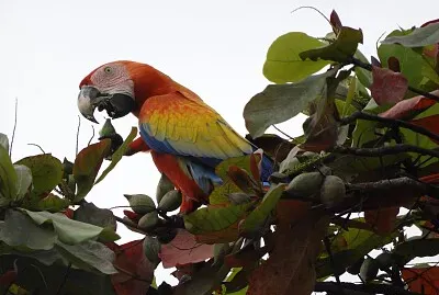 GUACAMAYO