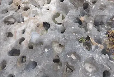 CORALES EN COZUMEL MX