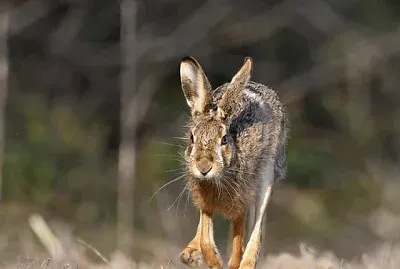 animal