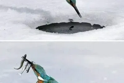 oiseau jigsaw puzzle