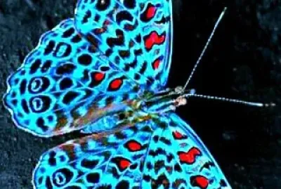 papillon