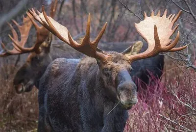 animal
