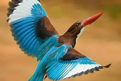 oiseau