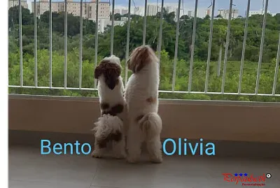 conversa de cachorros