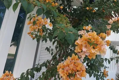 BUGAMBILIAS EN CANCUN