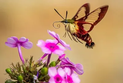 papillon