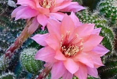 פאזל של FLOR SILVESTRE