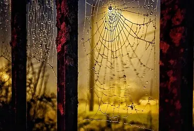 toile d 'araignée jigsaw puzzle